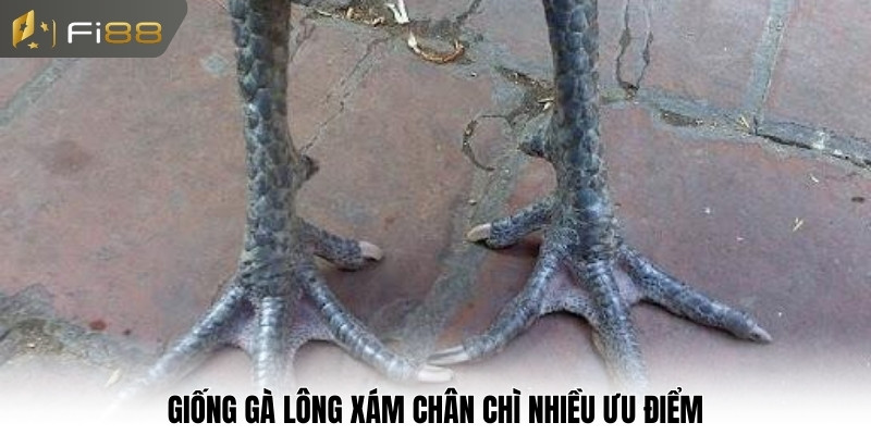 Giống gà lông xám chân chì nhiều ưu điểm