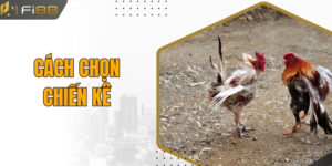 Cách Chọn Chiến Kê - Bí Kíp Tạo Nên Những Chiến Binh Bất Bại