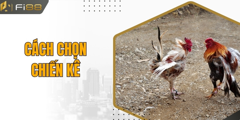 Cách Chọn Chiến Kê - Bí Kíp Tạo Nên Những Chiến Binh Bất Bại